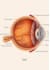 create 3d medical illustrations