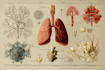 create medical illustrations and diagrams