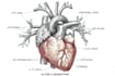 draw exercise, medical and anatomy illustrations
