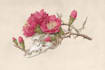 paint botanical and scientific illustrations