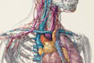 design medical and scientific illustration