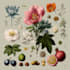 draw botanical illustrations of flowers, plants