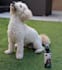 deliver engaging, scroll stopping dog ugc video content and authentic photos