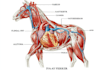 draw exercise, medical and anatomy illustrations