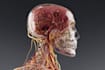 create your 3d medical anatomy scientific biomedical