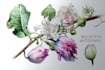 create a botanical watercolor illustration