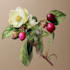make an vector botanical illustrations of plants