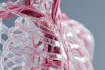 create your 3d medical anatomy scientific biomedical