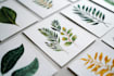 paint watercolour botanical illustrations