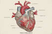 draw exercise, medical and anatomy illustrations