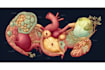do professional medical illustrations