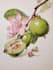 create amazing botanical illustration