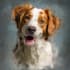do realistic digital pet portrait dog, cat, horse