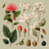 create amazing botanical illustration