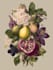 illustrate best botanical illustration