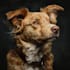 draw realistic digital pet portrait dog, cat, horse