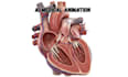create ai powered medical 3d animation 3d anatomy visualization explainer video