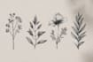 design a hand drawn botanical line art boho logo
