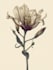 create a botanical illustration