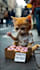 create viral ai cat video