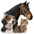 draw realistic digital pet portrait dog, cat, horse