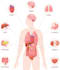 create highly customized human anatomy, medical illustrations