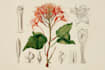 make realistic scientific, anatomical botanical illustration