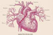 draw exercise, medical and anatomy illustrations