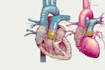 do professional medical illustrations