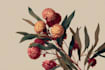 illustrate best botanical illustration