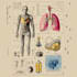 create medical illustrations and diagrams