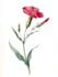 do a botanical watercolor illustration