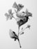 make botanical product illustration