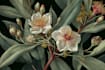 draw botanical illustration art