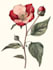 paint watercolor flowers and botanical illustrations