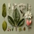 draw realistic botanical illustration