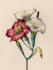 draw a realistic botanical illustration