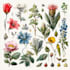 draw a realistic botanical illustration