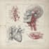 create medical illustrations and diagrams