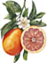 create your ideal botanical illustration