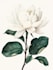 draw flowers, trees or botanical illustration
