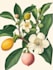 illustrate best botanical illustration