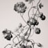 draw realistic botanical illustration