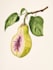 draw a scientific illustration