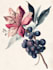 illustrate best botanical illustration