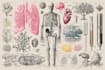create medical illustrations and diagrams