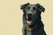 draw your dog or any pet into cartoon