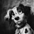 do a black and white pet