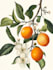 make a botanical illustration