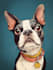do disney pets portrait illustration in disney style